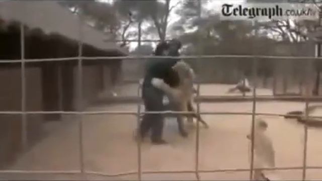Лев нападает на человека в зоопарке смотреть онлайн