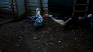 Индоутки //Инбридинг // Как избежать.