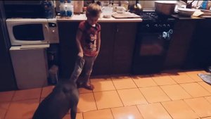 Питбуль не убийца. Дрессировка и воспитание собаки с ребенком.