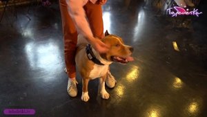 Желтая собака - символ 2018 года