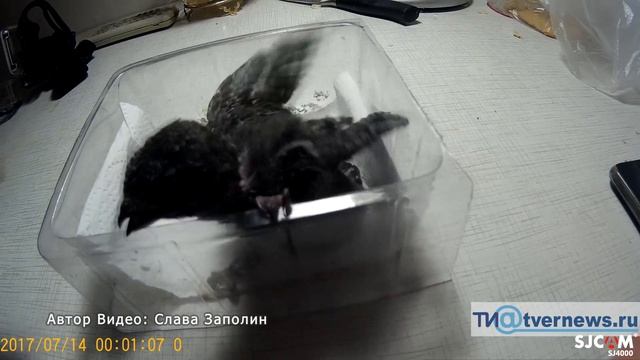 Как выкормить стрижа