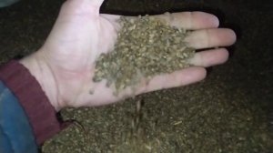 семена эспарцета на продажу