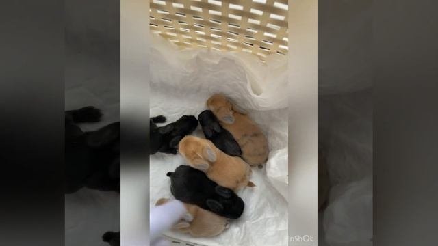 Карликовые вислоухие кролики питомника «Ушастый друг»