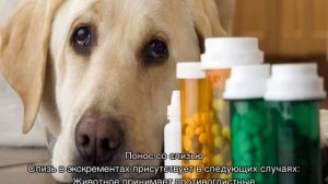 Жидкий стул у собаки или щенка: причины и что делать