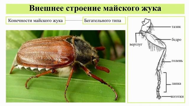 Чем отличается внешнее строение майского жука