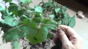 КОРАЛЛОВАЯ ЛИАНА, МЕКСИКАНСКАЯ ЛИАНА, Antigonon leptopus,Liana de Coral,coral vine