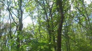 Поют - Большая синица, иволга,зяблик,малиновка и писк синицы лазоревки.