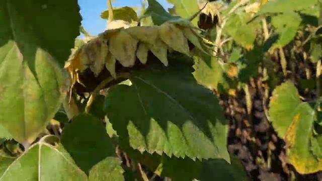 Посухостойкий подсолнух в посушливый год. смотреть онлайн