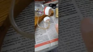 Разведение дрозофил в домашних условиях. Дрозофилы летающие.
