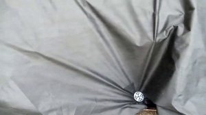 Укрытие ежевики Вождь Джозеф на зиму в Поволжье