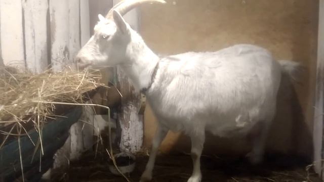Коза за 10 дней до окота,для чайников. смотреть онлайн