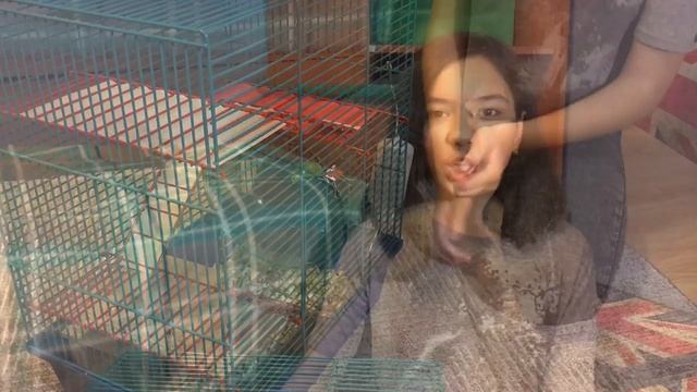 Что делать, если старая клетка стала для хомяка маленькой смотреть онлайн