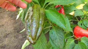 Перец Синильга.