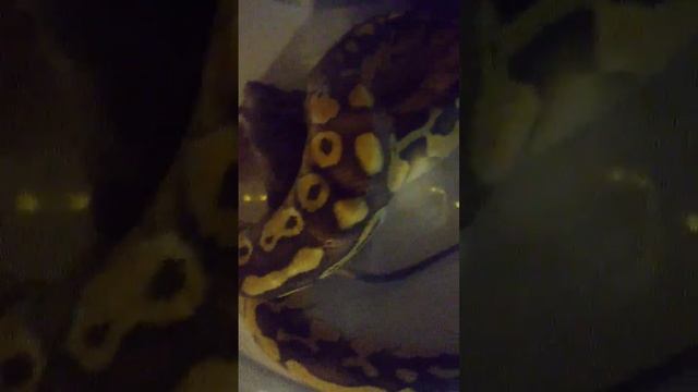 ball python live feeding small mouse .. little man named him PUMPKIN the Great pumpkin.lol