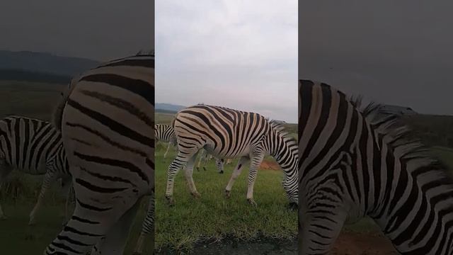 Zebras in the Drakensburg