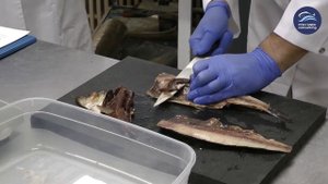 Секреты в приготовлении пресервов из сельди