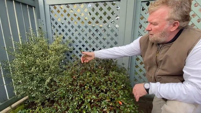 How to Prune Rhododendron AzaleaTrees & Shrubs - Seattle Arborist Chip Kennaugh смотреть онлайн