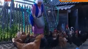 Запрет на подворный убой скота создал немало сложностей для фермеров