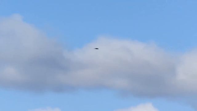 Ястреб перепелятник  Полет