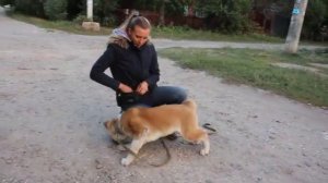 Можно ли дрессировать собаку самостоятельно с нуля? Тренируем щенка в домашних условиях! + советы