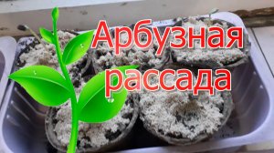 Арбузная рассада.mp4