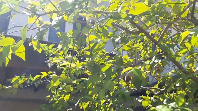 SURINAM CHERRY: TROPICAL FRUIT IN CONTAINER INFORMATION