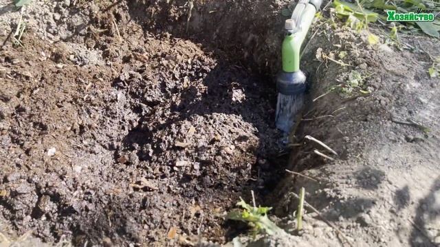 Как посадить осенью голубику? Как выращивать голубику без химии? смотреть онлайн