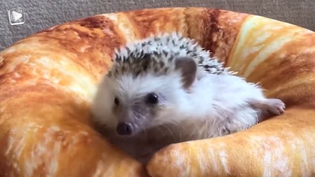 Astonishingly Violent Animals! смотреть онлайн