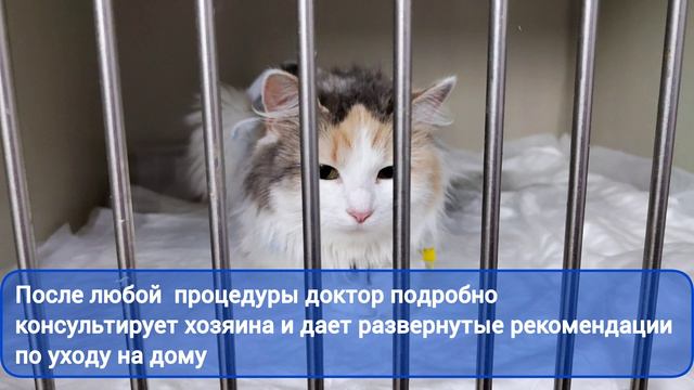 Кошечка приходит в себя после стерилизации