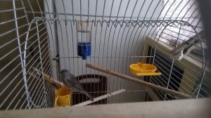 Канарейки ПОЮТ мазаики самец и самка