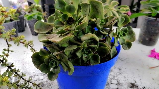 como rescatar suculentas donsuculento смотреть онлайн