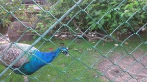 Павлины. Московский зоопарк.