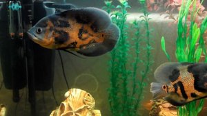 видео 2.АКВАРИУМ 200.  .Цихлиды. Астронотусы.Бирюзовые акары.Попугаи.Сомы.