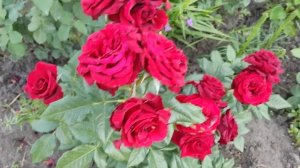 My rose Norita, 2023. Моя Норiта.