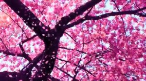 Devi Prayer. Hymn to the Divine Mother Akasha ✨??? Music by Craig Pruess and Ananda Devi.mp4