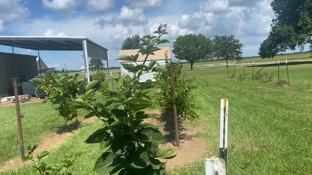 Blackberry growing, what to expect with your new plants. Ponca Blackberries смотреть онлайн