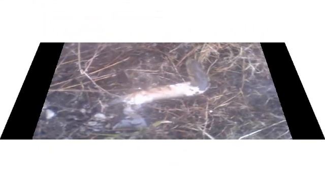 Нашли много рыбы дохлой 4 кг минимум смотреть онлайн