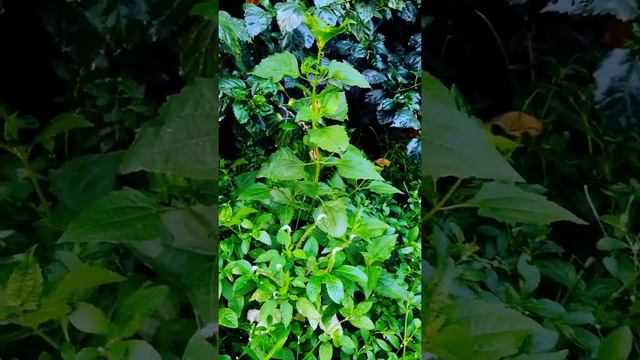 Greengrow Aparajita/ Butterfly pea plant 🍀🙂🌿☘️🙃#shortsvideo #full greenery #best photography