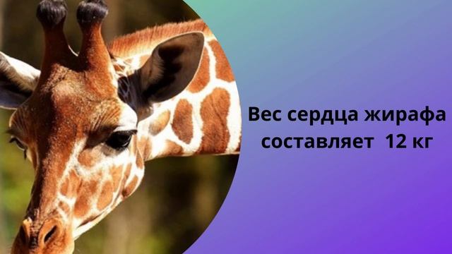 Интересные животные Жирафы Интересные факты о жирафах Это следует знать