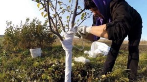 Подготовка сада и плодовых деревьев к зиме