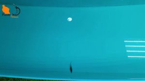 Вибы на судака Folk Fishing Sly