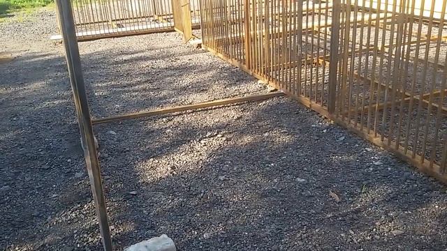 БУГАЙ АЛАБАЙ. Железный каркас новых вольеров для моих САО полностью готов. смотреть онлайн