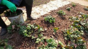 Хозяйство Воронова | Огород | Клубника в апреле. Обрезка лишних веток с кустов