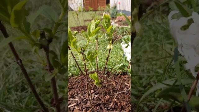 Lonicera caerulea var. kamtschatica 'Fialka, aka Honeyberry Fialka in early Spring