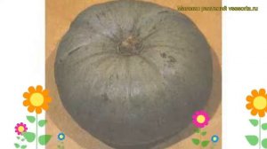 Тыква крупноплодная Волжская серая. Краткий обзор, описание характеристик Volzhskaia seraia