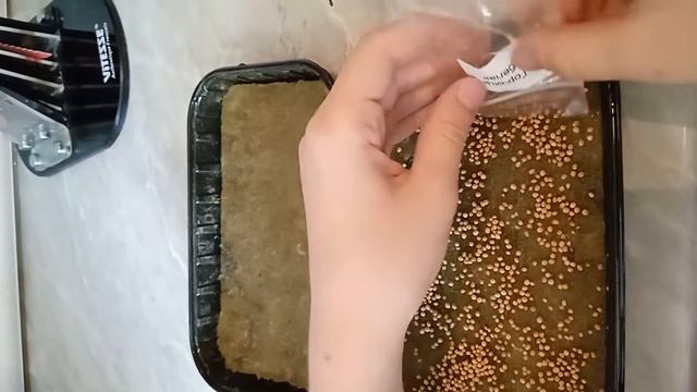 ##вырасшиваю ##РАСТЕНИЯ#(подсолнух 🌻🌻🌼🌸и горчицу) ###юлик###❤###РАСТЕНИЯ##ВЫРАСШИВАЮ#####❤🌸🌼🌻#### смотреть онлайн