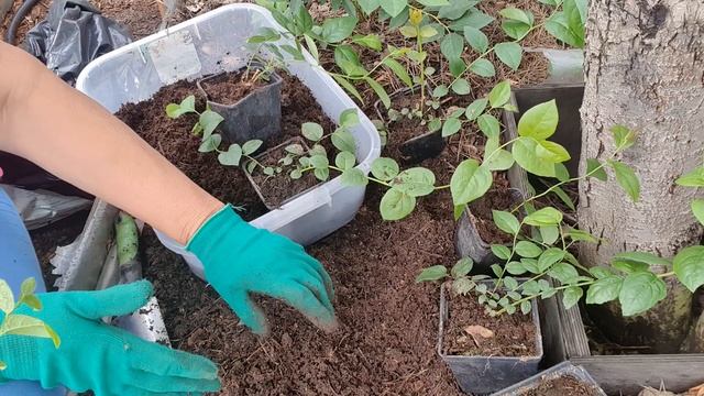 Выращивание голубики из семян сорта Чандлер для своей мини плантации.