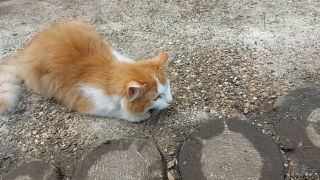 ++ На охоте красивый молодой рыжий кот. ( смотреть онлайн