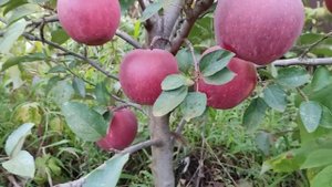 Яблоня Ричаред Делишес