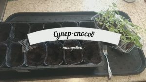 Пикировка томатов после посева супер-способом.